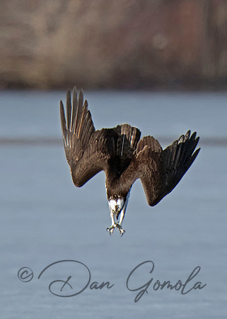 Osprey