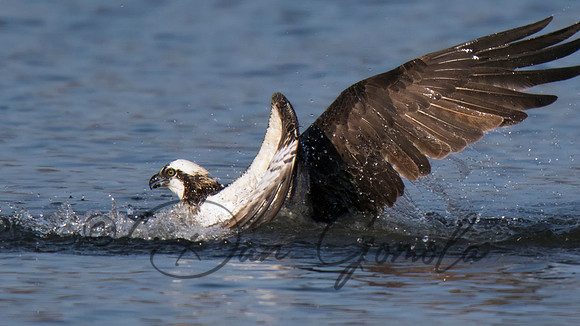 Osprey