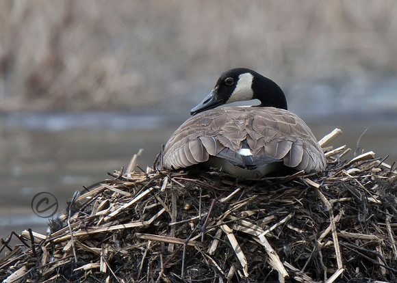 Canada Goose