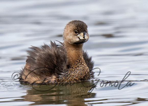 Pied-billed Grebe