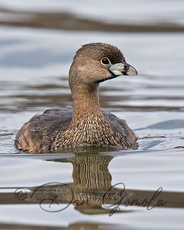 Pied-billed Grebe