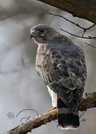 Broad-winged Hawk