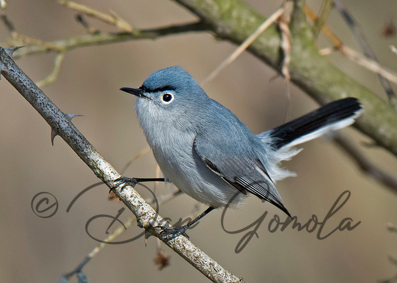 Blue-gray Gnatcatcher