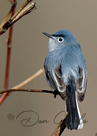 Blue-gray Gnatcatcher