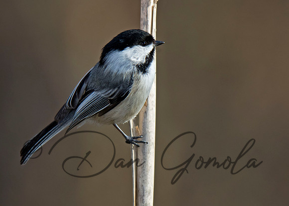 Black-capped Chickadee