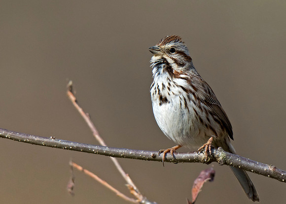 Song Sparrow