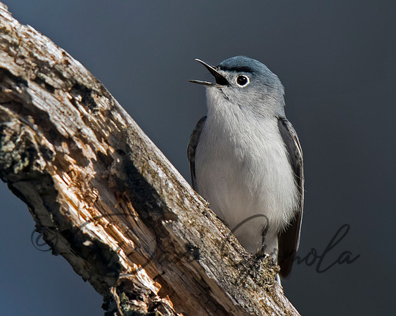 Blue-gray Gnatcatcher