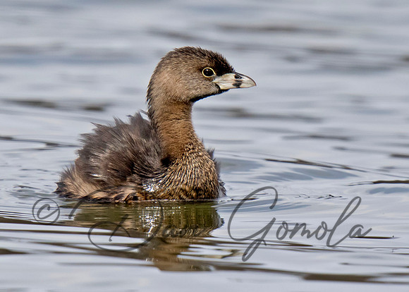 Pied-billed Grebe
