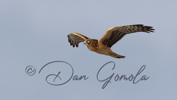 Northern Harrier