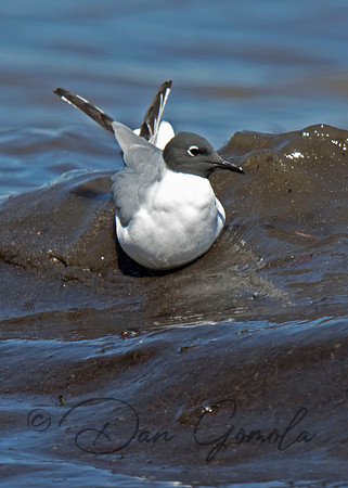 Bonaparte's Gull