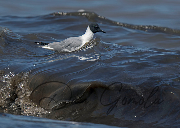 Bonaparte's Gull