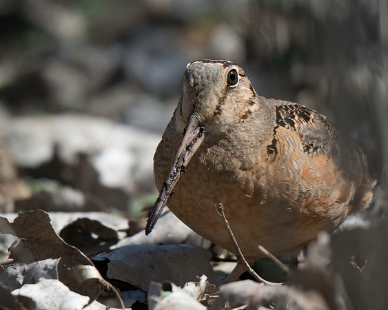 American Woodcock