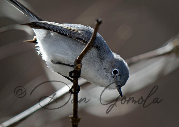 Blue-gray Gnatcatcher