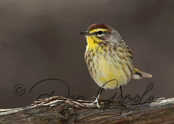 Palm Warbler