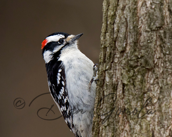 Downey Woodpecker