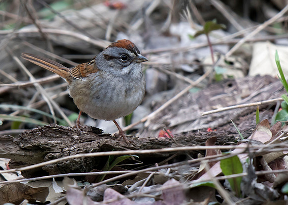 Swamp Sparrow