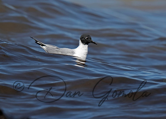 Bonaparte's Gull