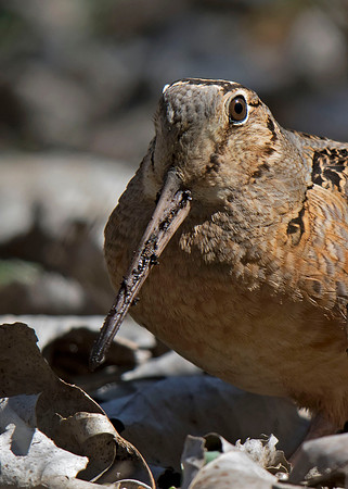 American Woodcock