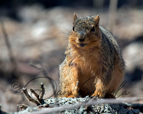Eastern Fox Squirrel