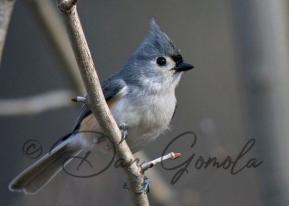 Tufted Titmouse