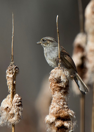 Swamp Sparrow