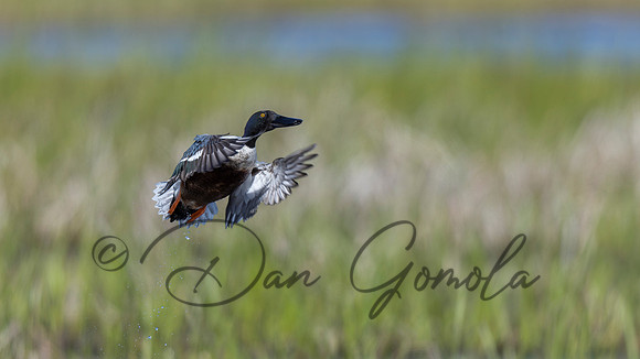 Northern Shoveler
