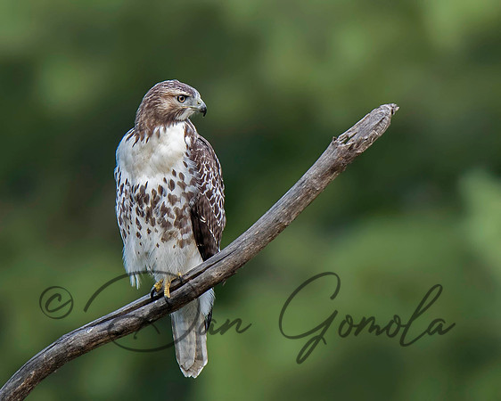 Red-tailed Hawk