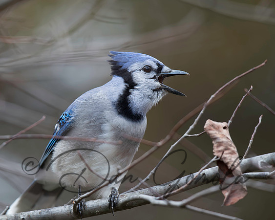 Blue Jay