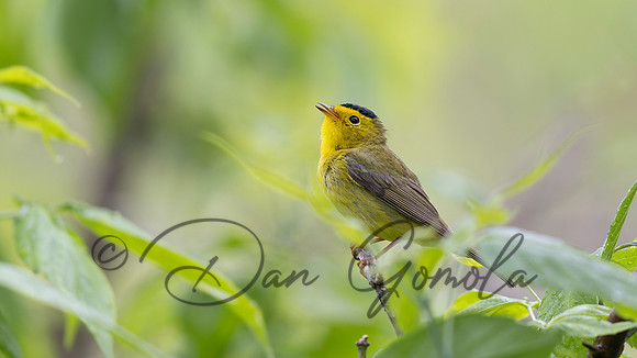 Wilson's Warbler