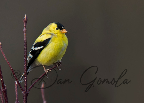 American Goldfinch