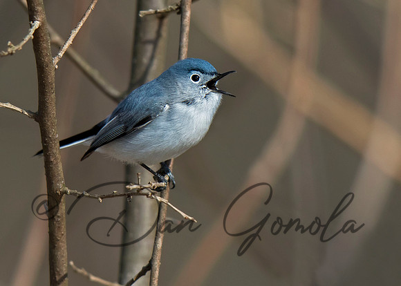 Blue-gray Gnatcatcher