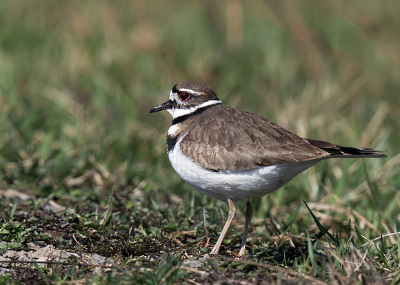 Killdeer