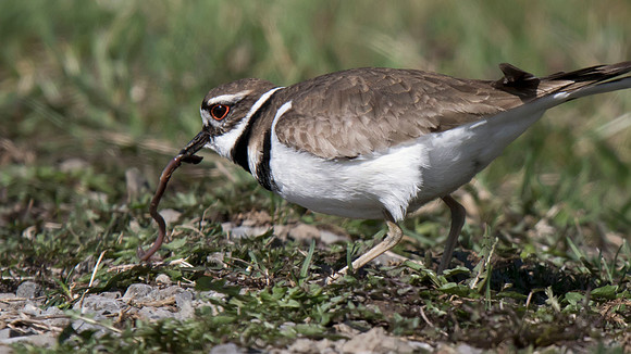 Killdeer