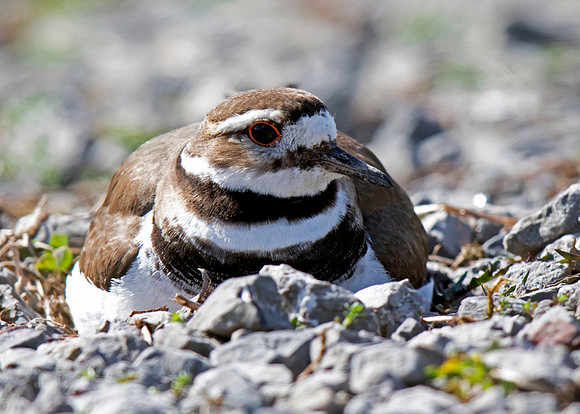 Killdeer