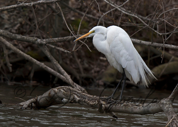 Great Egret