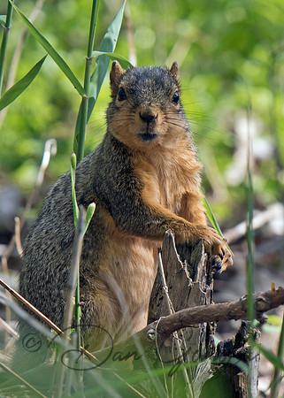 Eastern Fox Squirrel