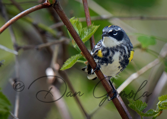 Yellow-rumped Warbler