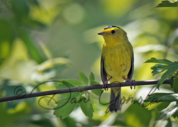 Wilson's Warbler
