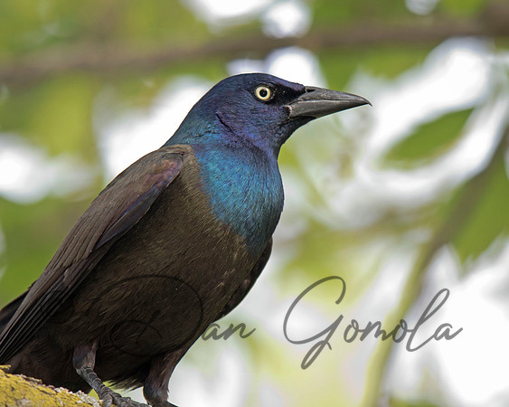 Common Grackle