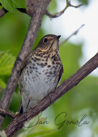 Swainson's Thrush