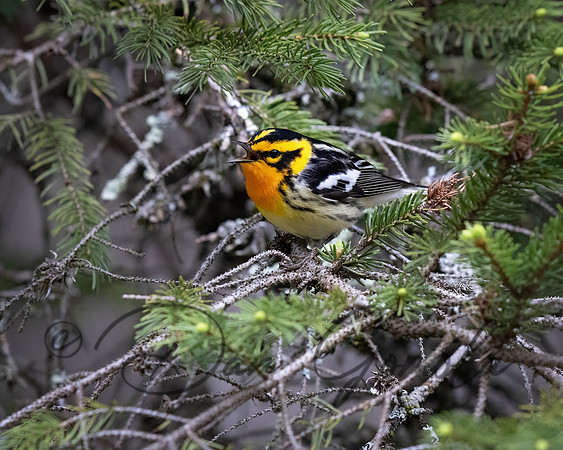 Blackburnian Warbler