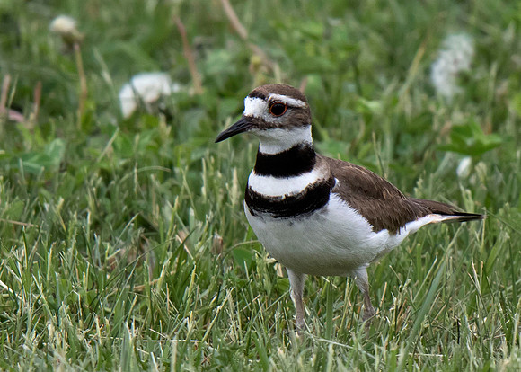 Killdeer