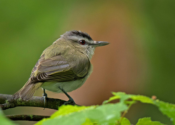 Red-eyed Vireo