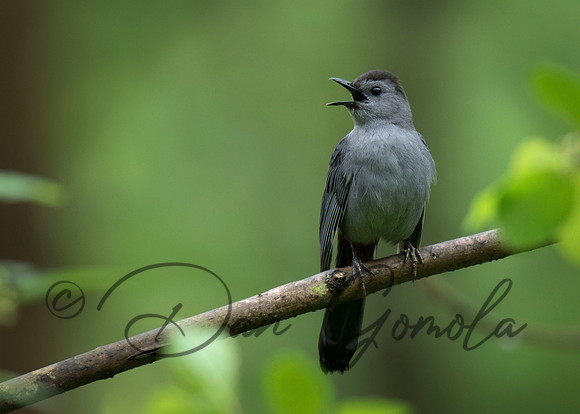 Gray Catbird