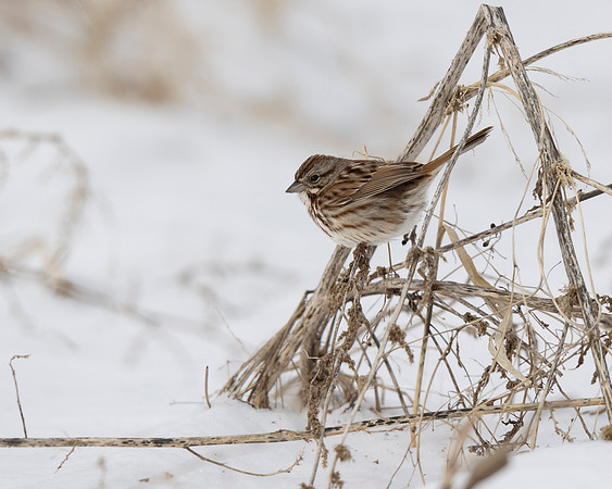 Song Sparrow