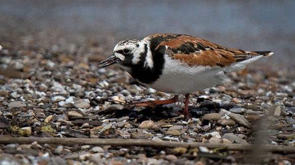 Ruddy Turnstone