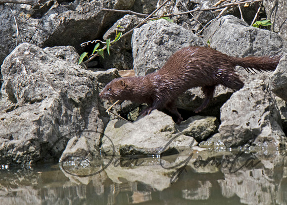 Mink