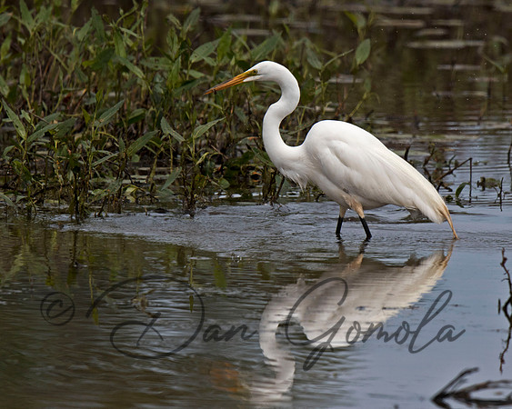 Great Egret