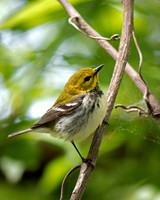Black-throated Green Warbler