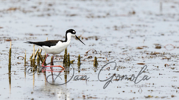 Black-necked Stilt